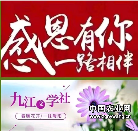 九江感恩.png