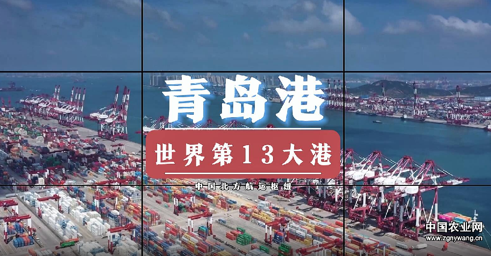 海上新山东丨青岛港：全球贸易新动脉