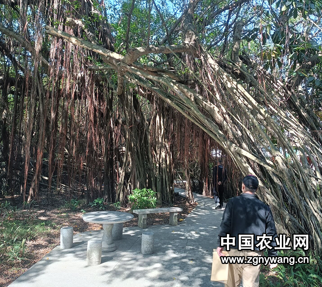 10参观榕林.png